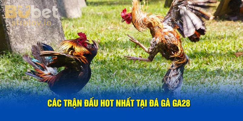 Đá Gà GA28 – Cược Đá Gà Đỉnh Cao, Cơ Hội Thắng Lớn Tại BUBET 3 Kinh nghiệm Đá Gà GA28 từ những anh em cao thủ