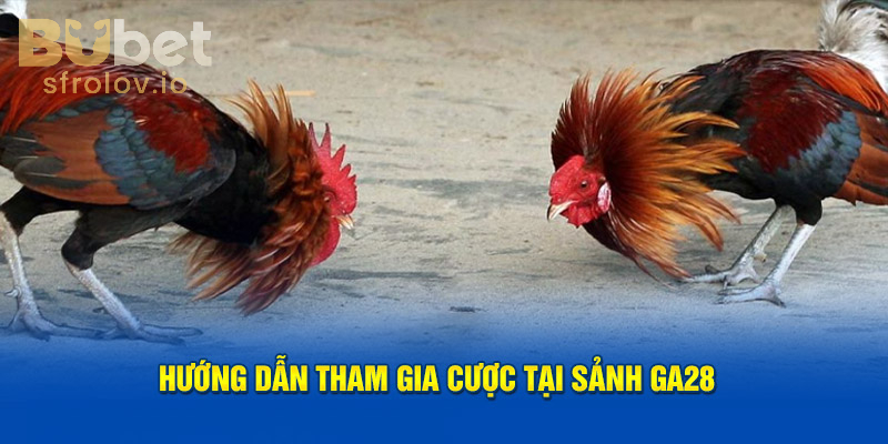 Đá Gà GA28 – Cược Đá Gà Đỉnh Cao, Cơ Hội Thắng Lớn Tại BUBET 2 Cách chơi đá gà online trên GA28